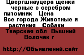 Цвергшнауцера щенки черные с серебром питомник › Цена ­ 30 000 - Все города Животные и растения » Собаки   . Тверская обл.,Вышний Волочек г.